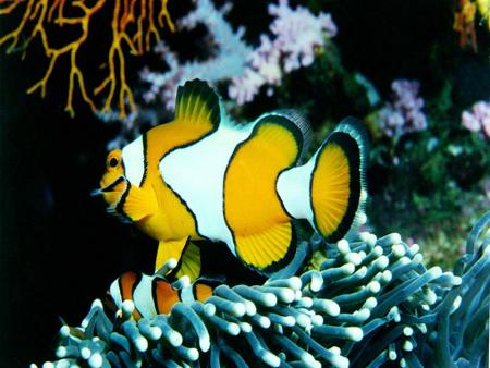 POISSON