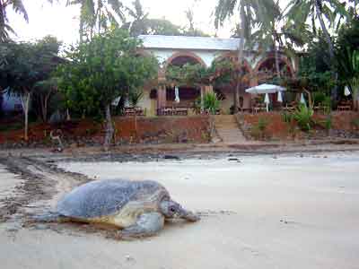 TORTUE