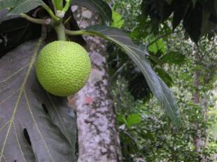 FRUIT A PAIN