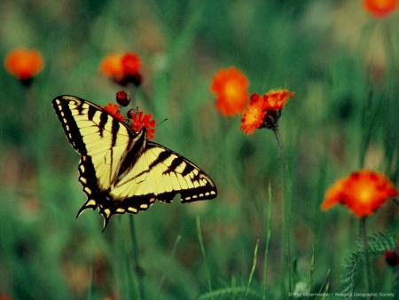 UNE FLEURE